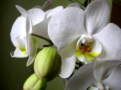 Flower orchid flower buds photo