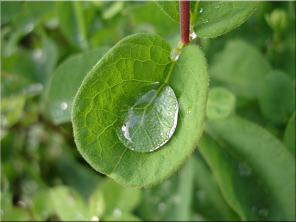 Close up nature rain