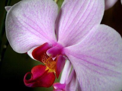Flower petals closeup orchis