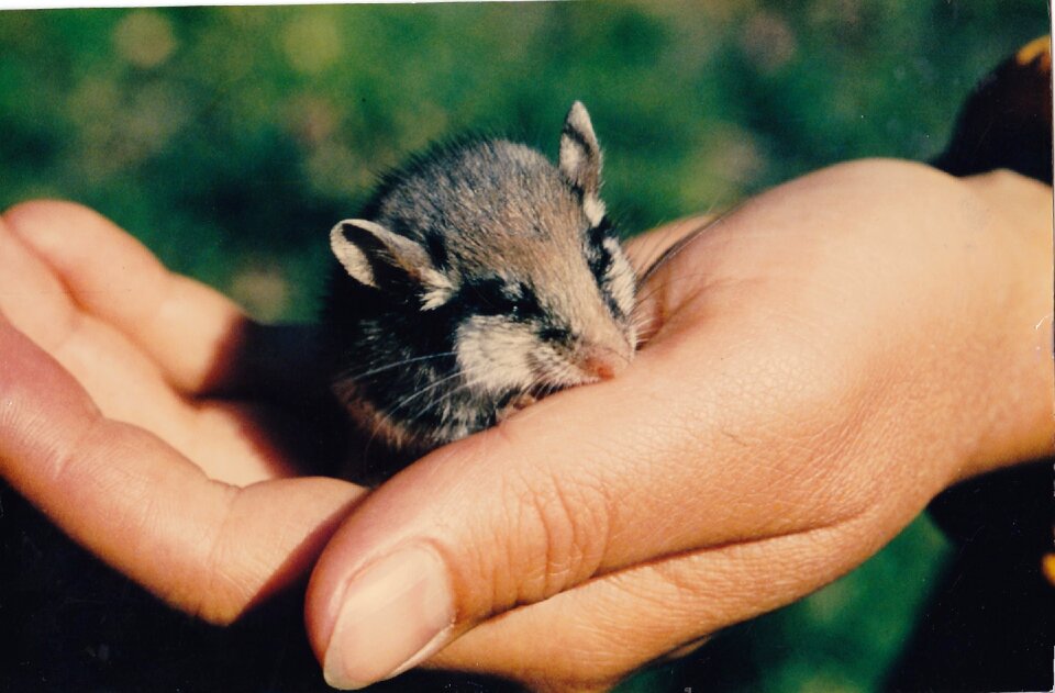 Wood mouse rodent mammal