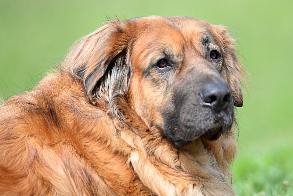 Fur animal portrait friend