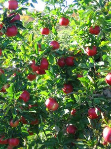 Fruit red crop photo