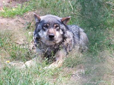 Wolves animals nature