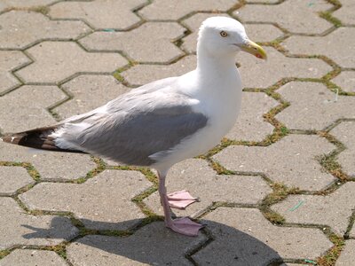 Water bird creature animal