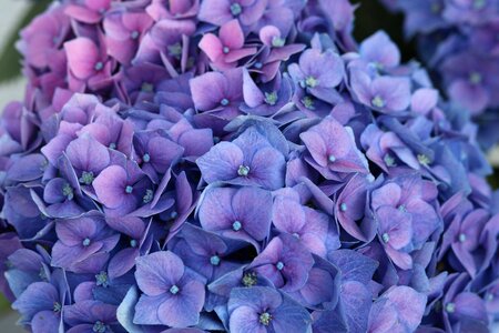 Bloom blue purple