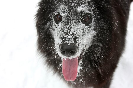 Winter belgian shepherd dog groenendael photo