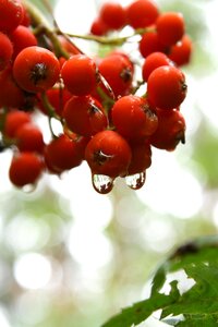 Rain nature plant