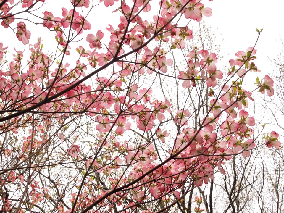 Bloom blossom plant