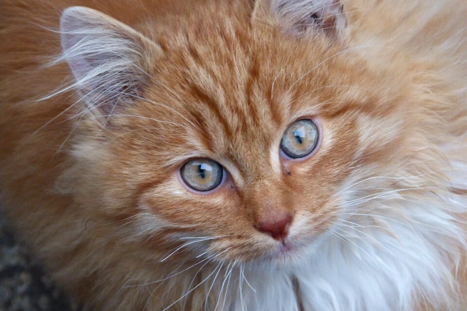 Head animal world pet