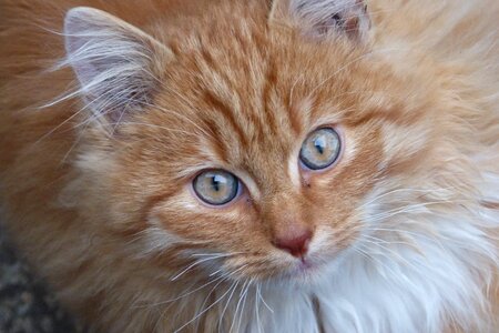 Head animal world pet