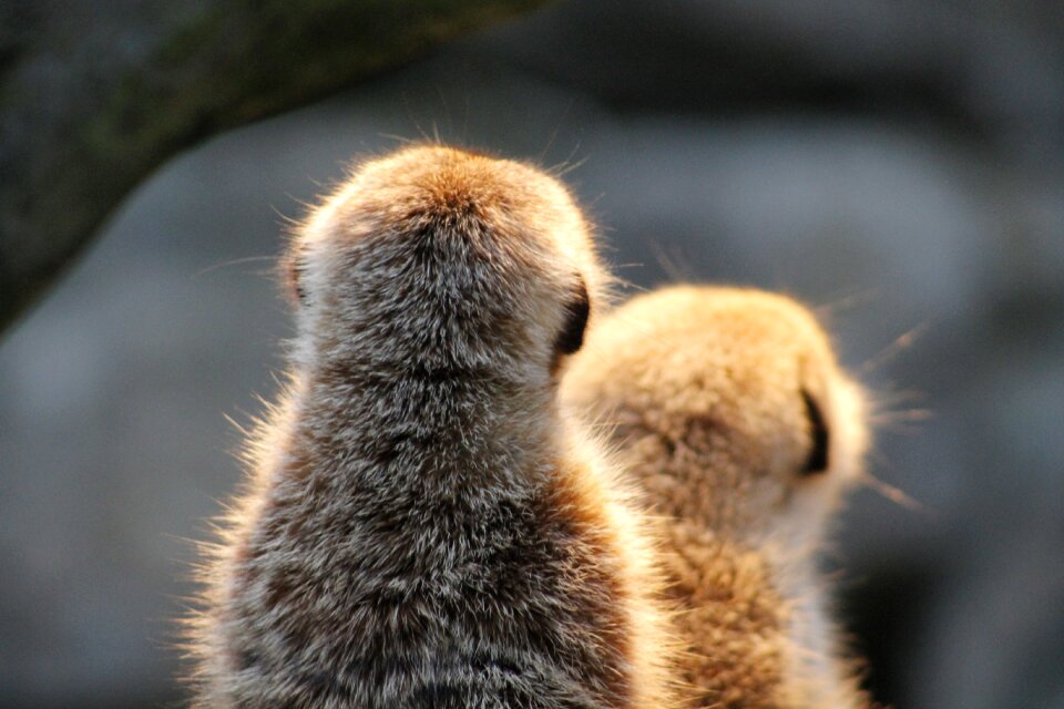Nature animals mammal