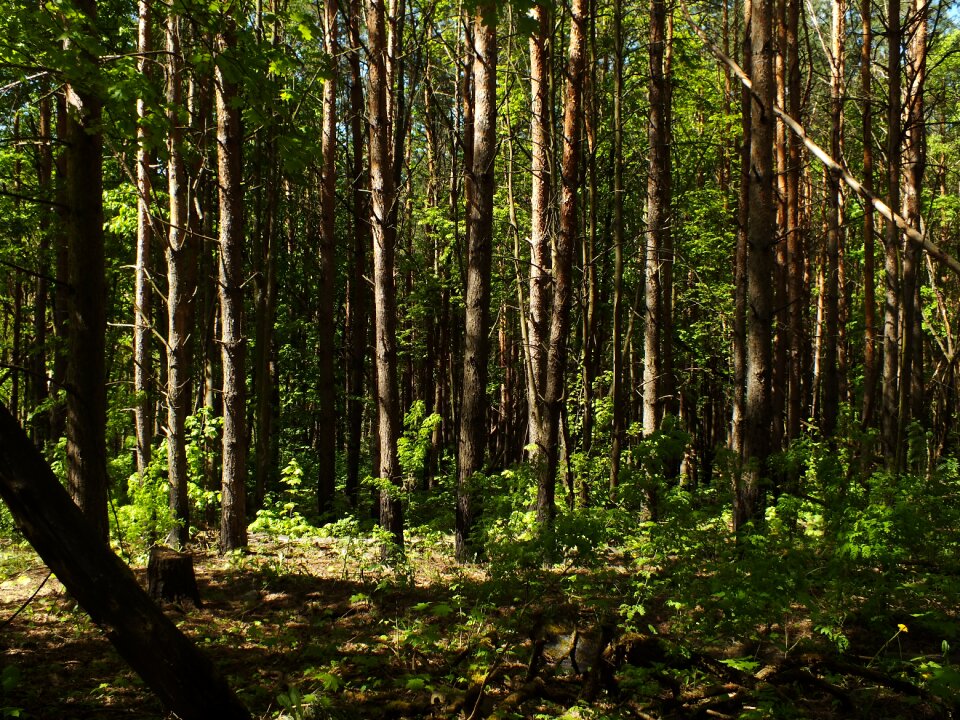Nature outdoors coniferous tree