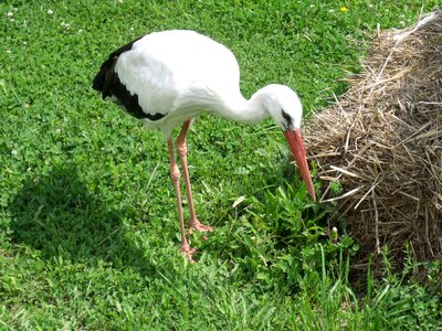 Stork animal poroszlo