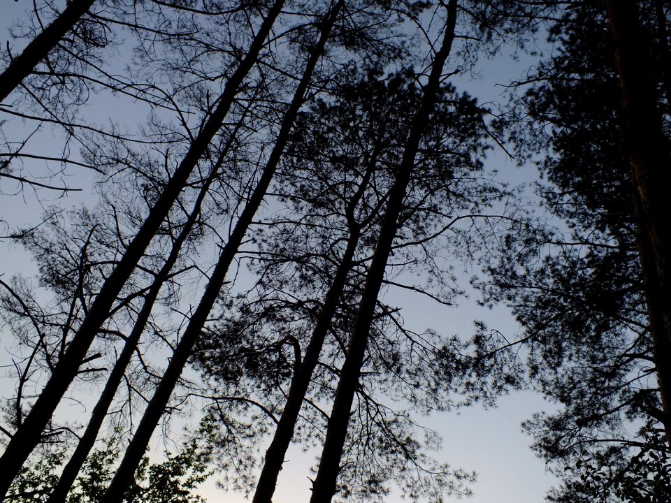 Silhouette summer sky