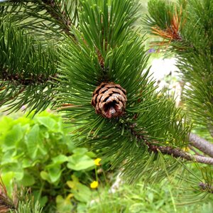 Conifer pinecone green
