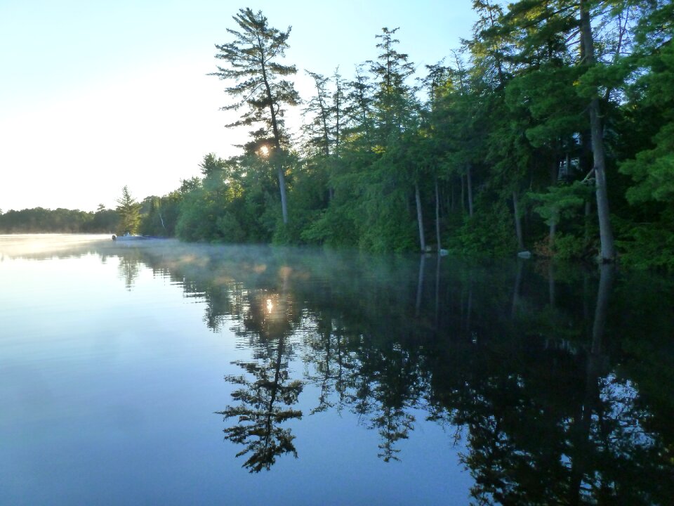 White pine morning mist