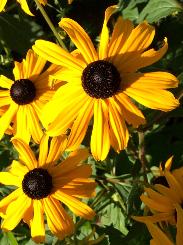 Blossom bloom plant