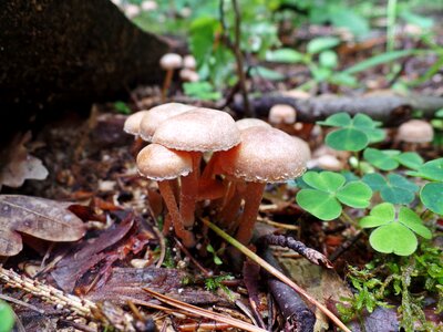 Autumn risk fungal species