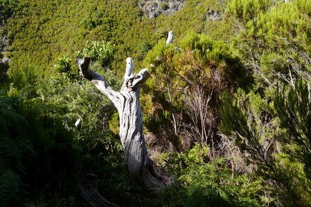 Log old gnarled