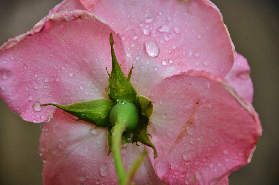 Roses pink flora