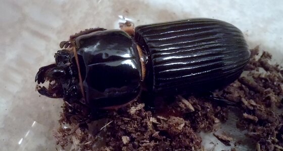 Horn beetle bug insect
