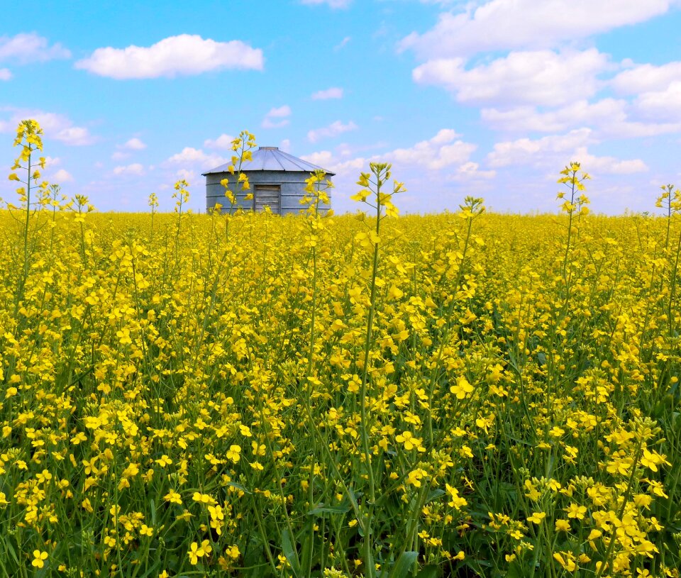 Agriculture sky summer