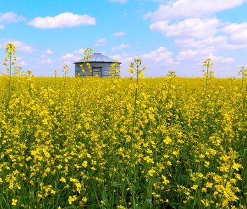 Agriculture sky summer