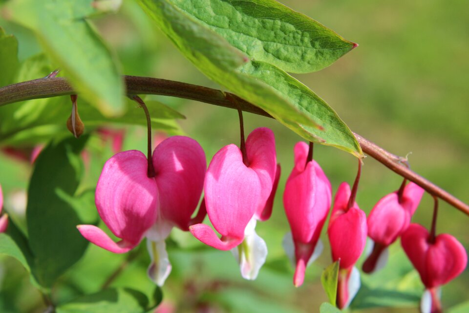 Garden flowers bloom