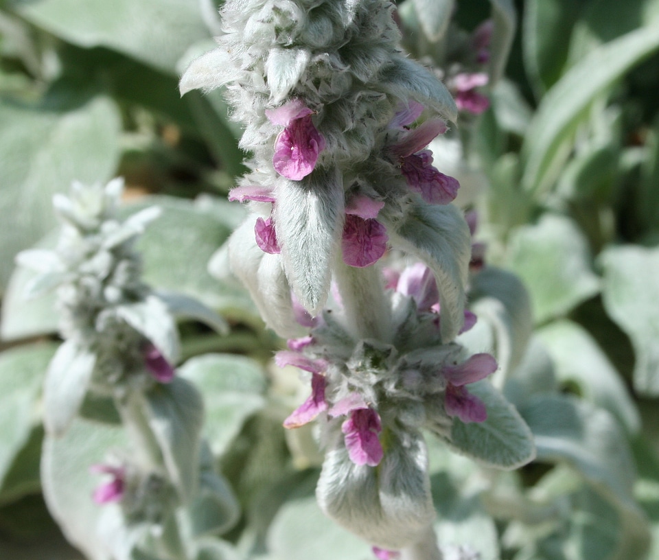 Floral plant natural