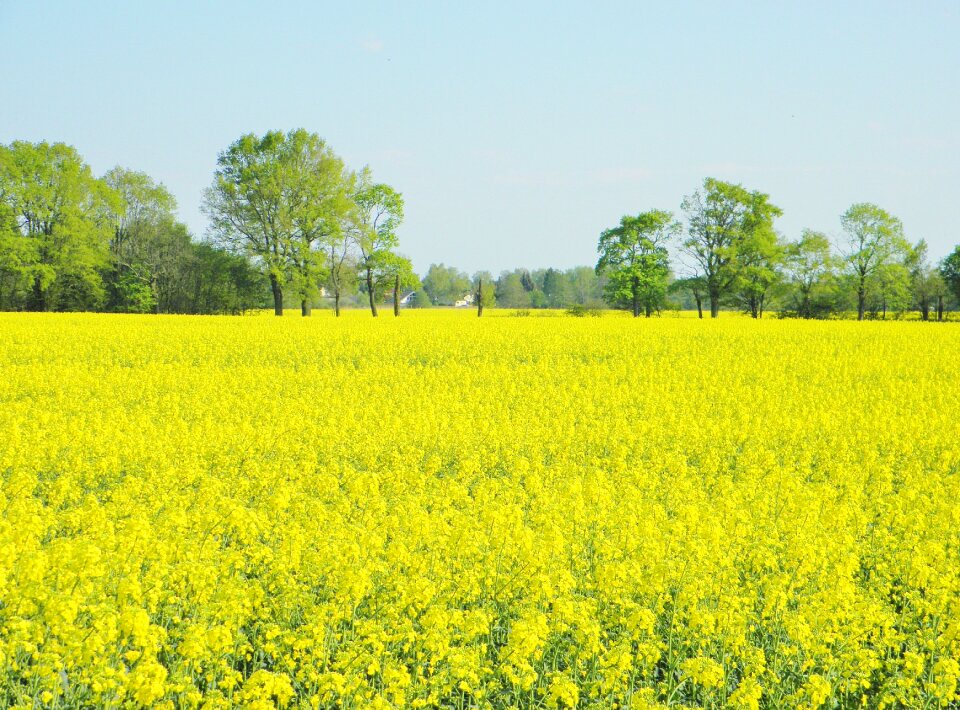 Yellow blossom bloom