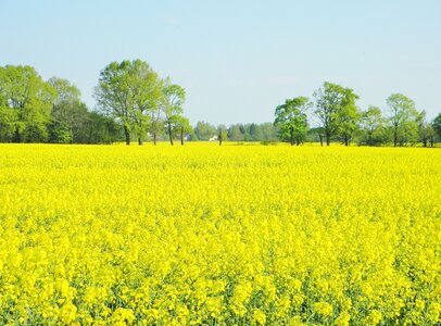 Yellow blossom bloom
