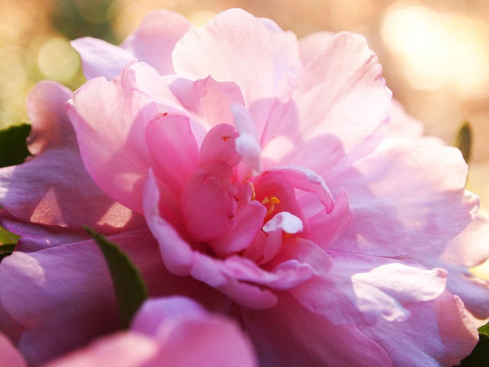 Dreamy romantic beautiful