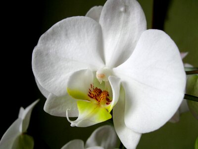 Orchis closeup oriental flower photo