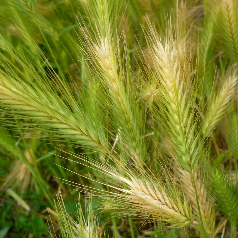 Grain cornfield arable