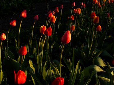 Spring nature garden flowers
