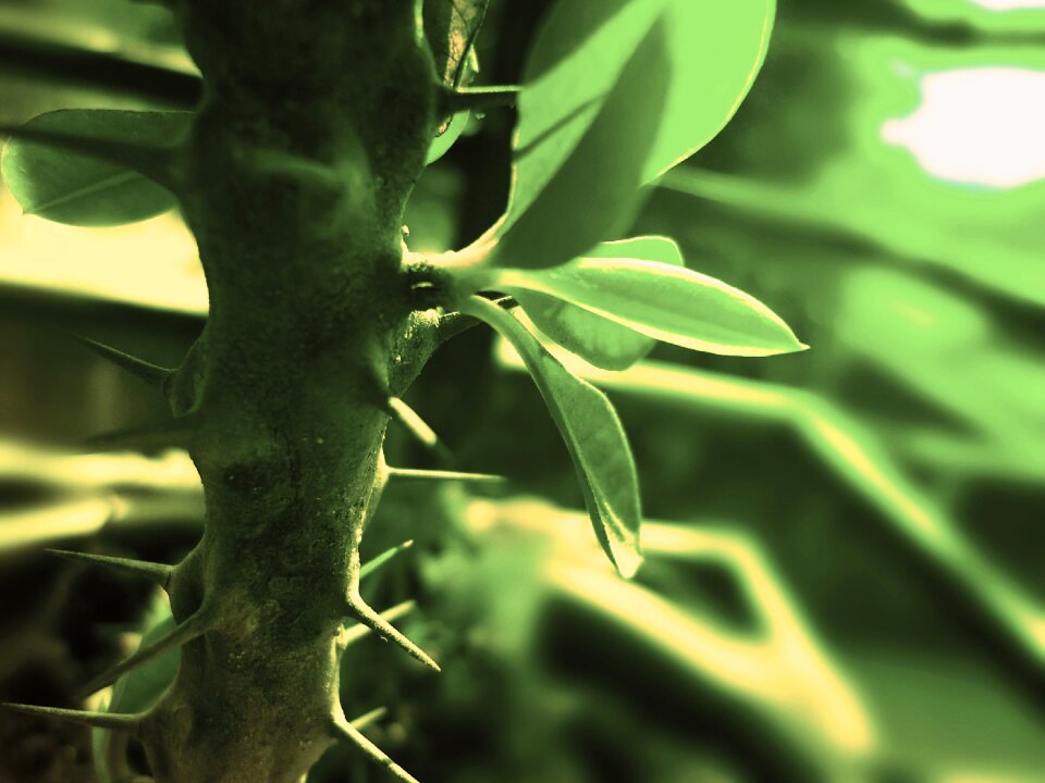 Thorn garden green