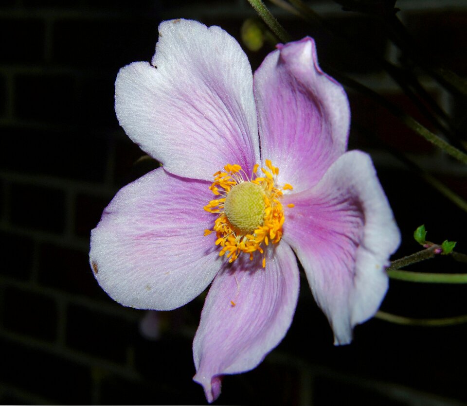 Close up flower garden sweet