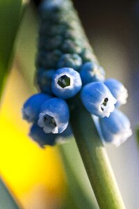 Bloom plant spring