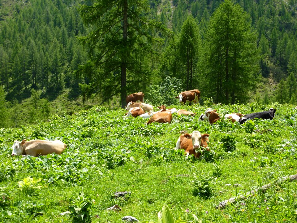 Alpine meadow graze summer