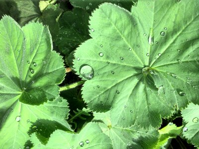 Raindrop green water photo