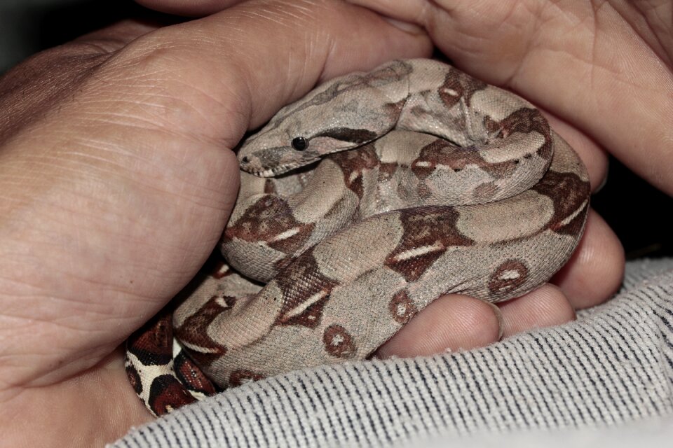 Emperor boa sunglow small