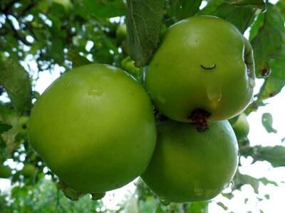 Kernobstgewaechs close up ripe
