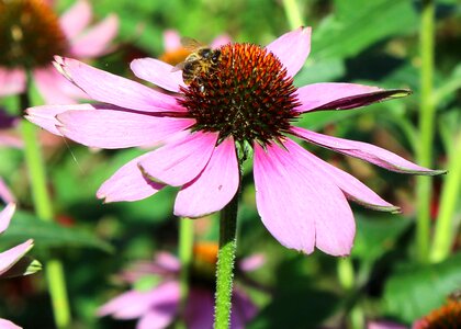 Bee pistil nectar photo