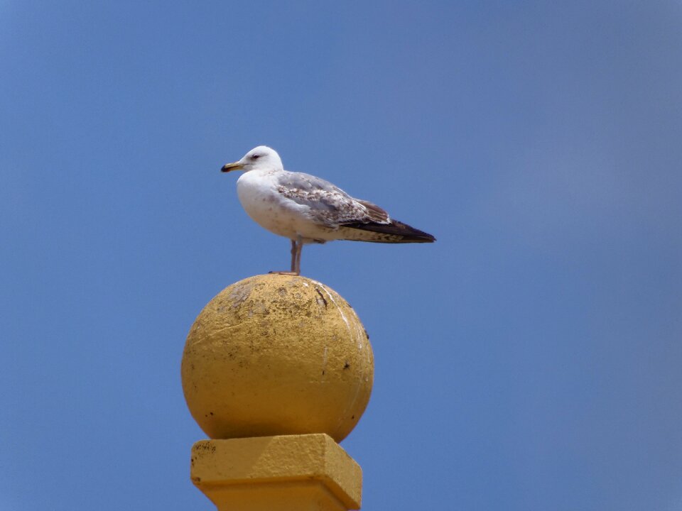 Sky animal bird