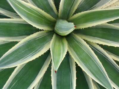 Desert plant spike photo