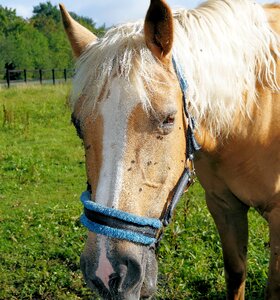 Eyes saddle horse fur