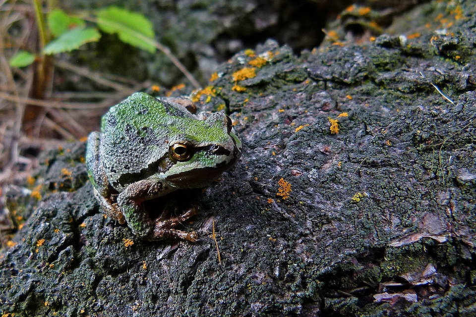 Creature toad tree frog nature