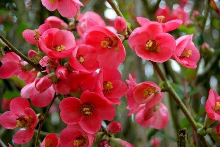 Pink flowering garden photo