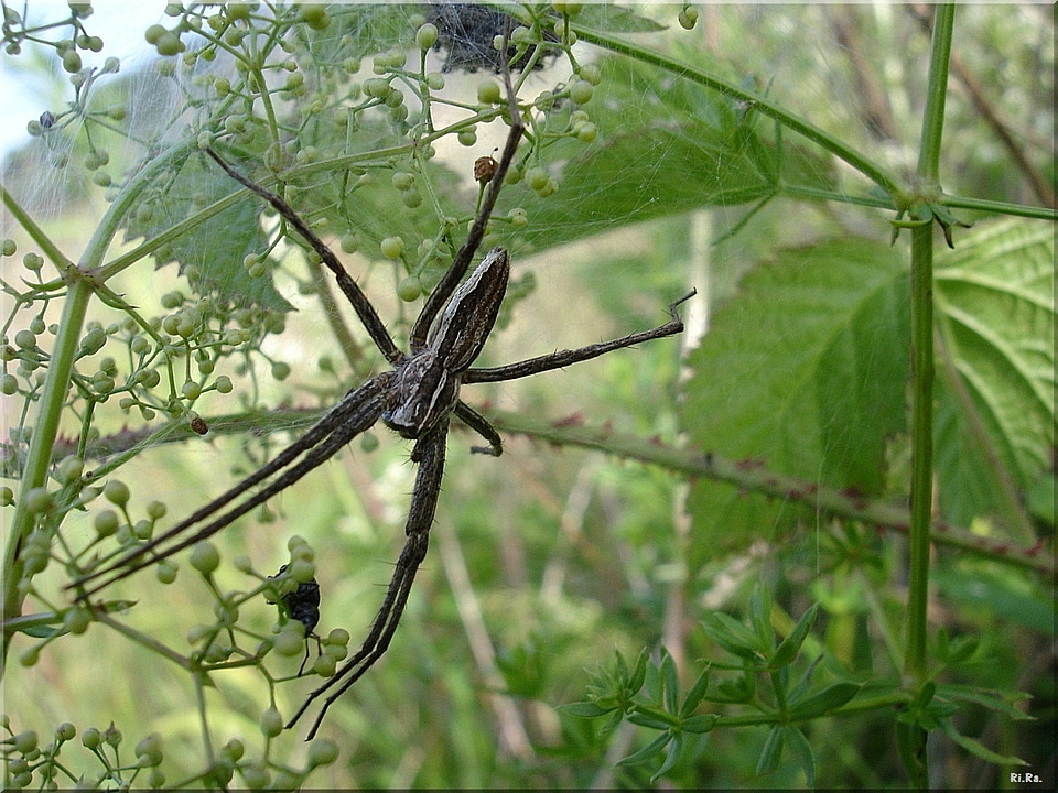 Meadow nature public record