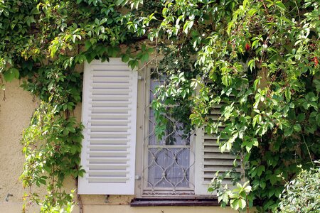 Wall facade climber plant photo